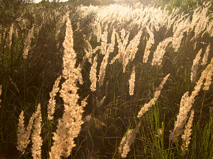 more idyllic pictures